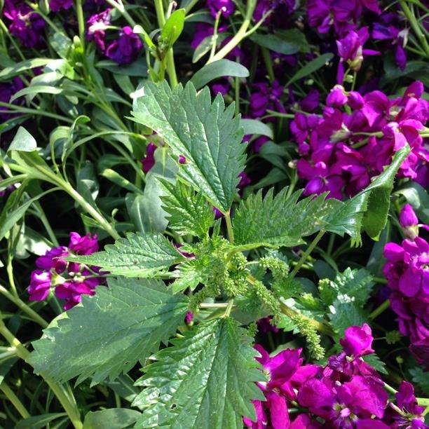 Nettle in the GardenTags plant encyclopedia