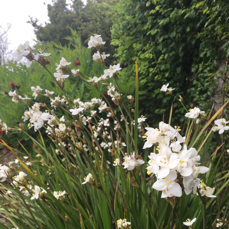 New Zealand Satin Flower in the GardenTags plant encyclopedia