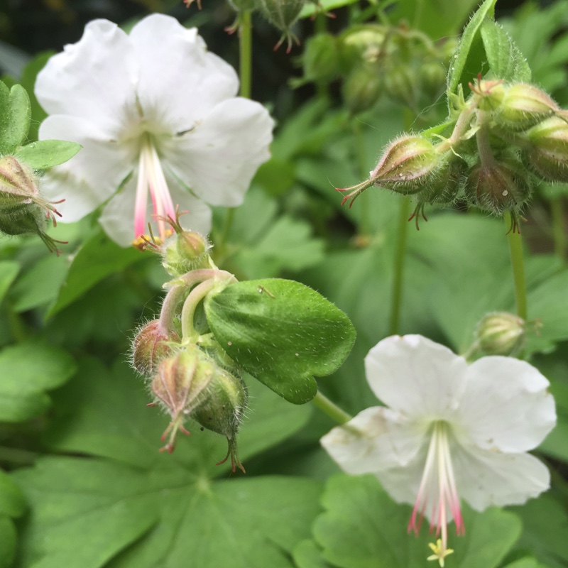 Geranium St Ola in the GardenTags plant encyclopedia