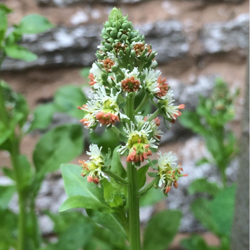 Mignonette Ameliorata in the GardenTags plant encyclopedia