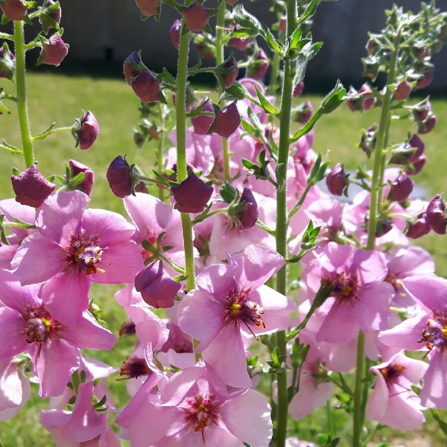 Dwarf Mullein Jackie In Pink in the GardenTags plant encyclopedia