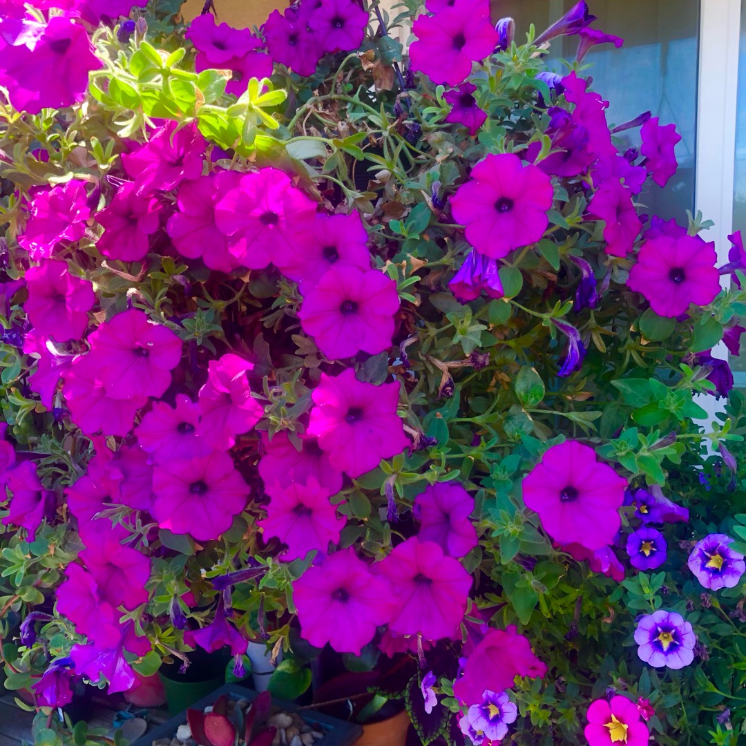 Climbing Petunia Purple Rocket in the GardenTags plant encyclopedia