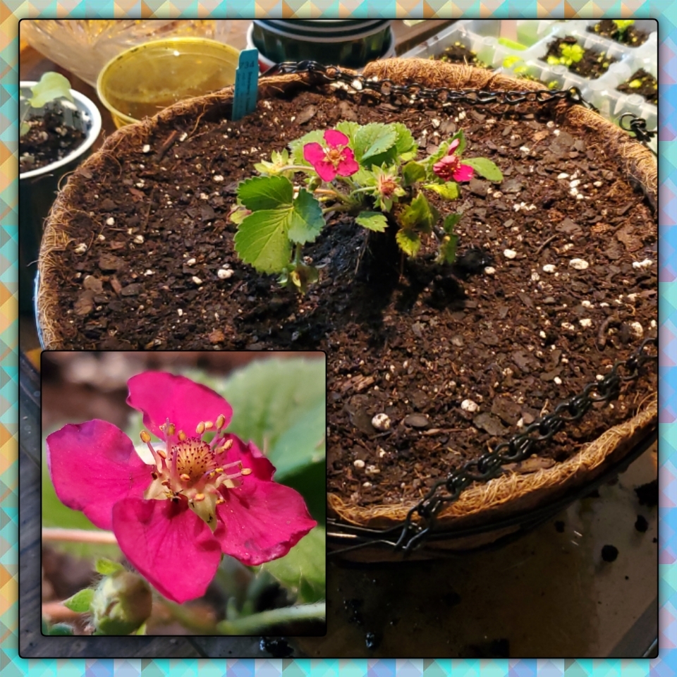 Strawberry Tristan in the GardenTags plant encyclopedia