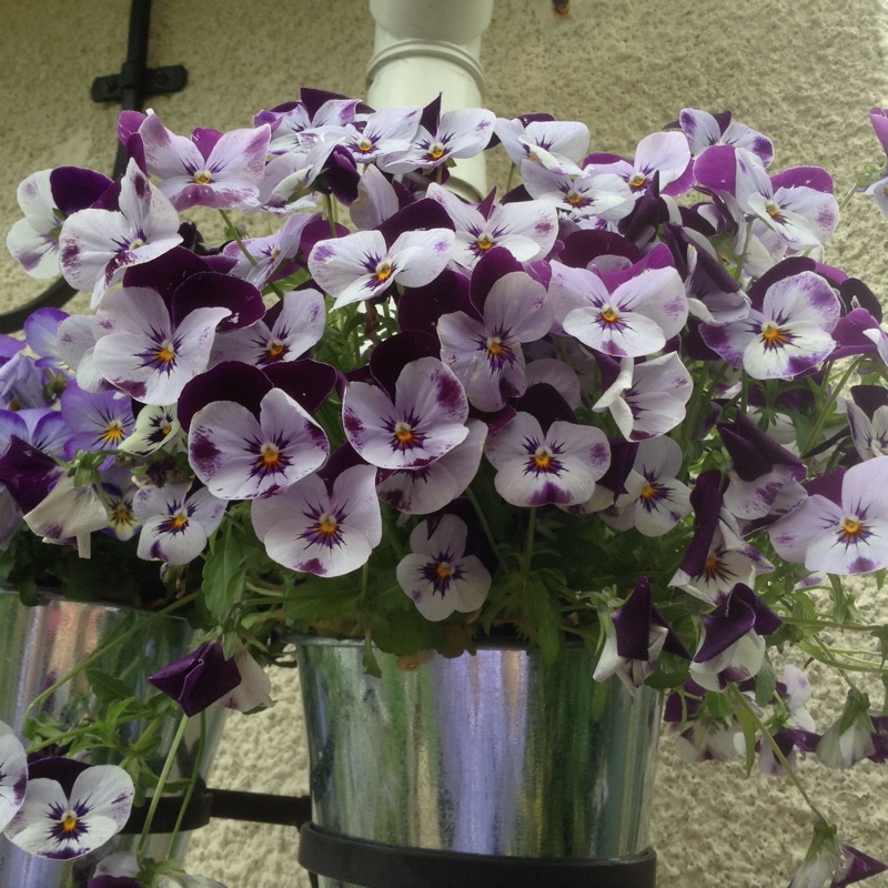 Horned Pansy Rocky Mickey in the GardenTags plant encyclopedia