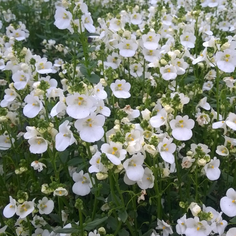 Twinspur Juliet White in the GardenTags plant encyclopedia