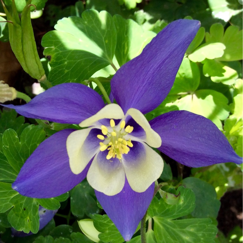 Columbine Spring Magic in the GardenTags plant encyclopedia