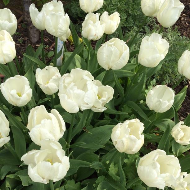 Tulip White Parrot (Parrot) in the GardenTags plant encyclopedia