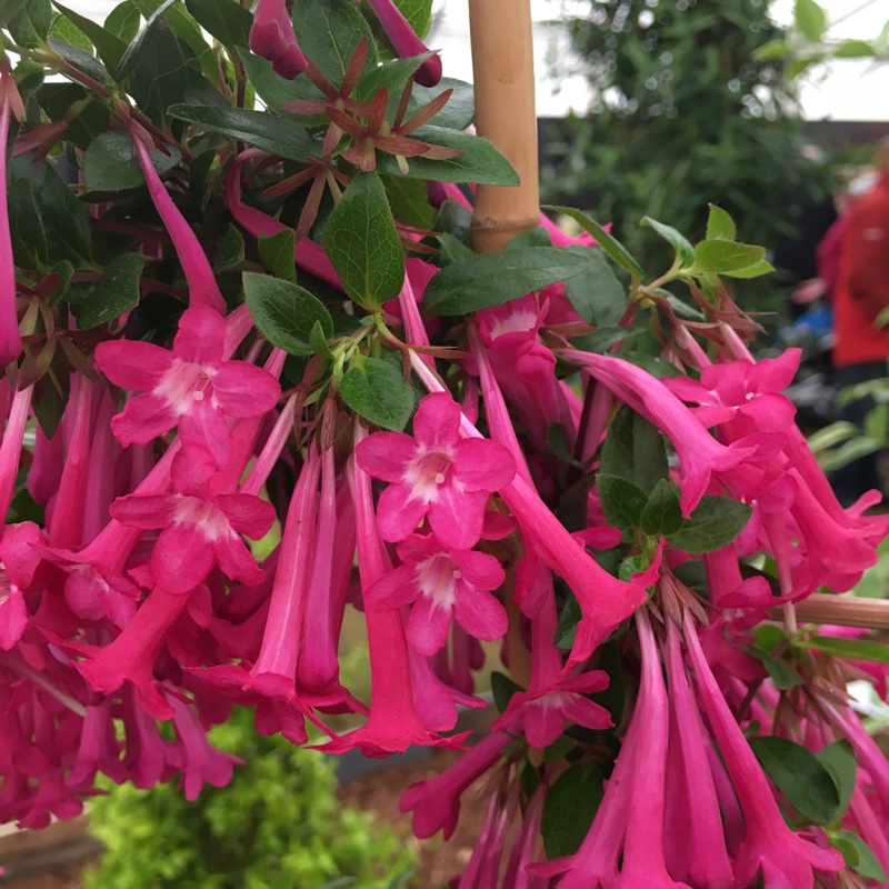 Mexican Abelia in the GardenTags plant encyclopedia