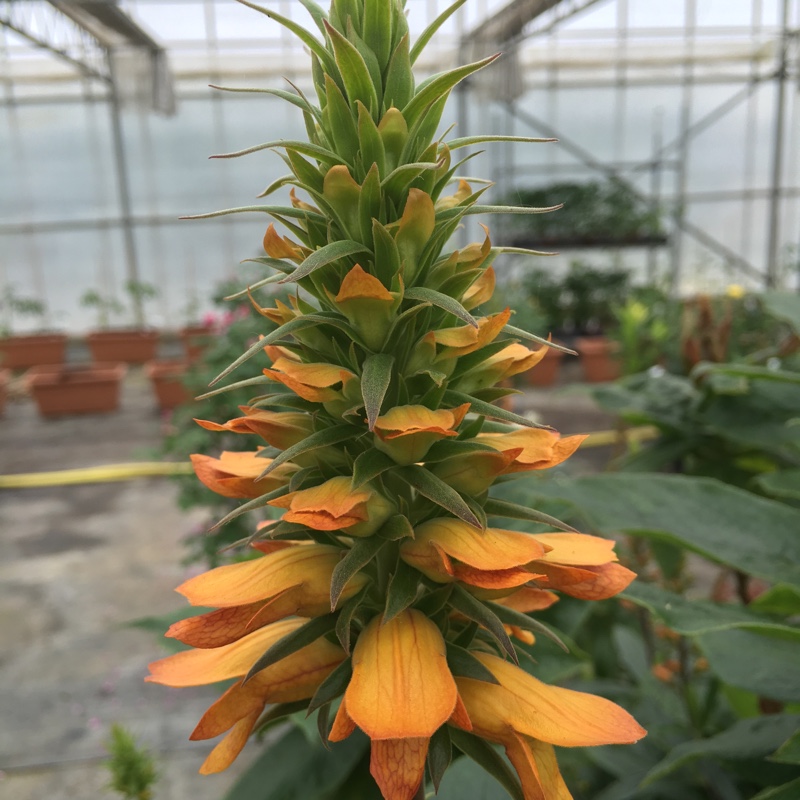 Giant Madeira Foxglove in the GardenTags plant encyclopedia