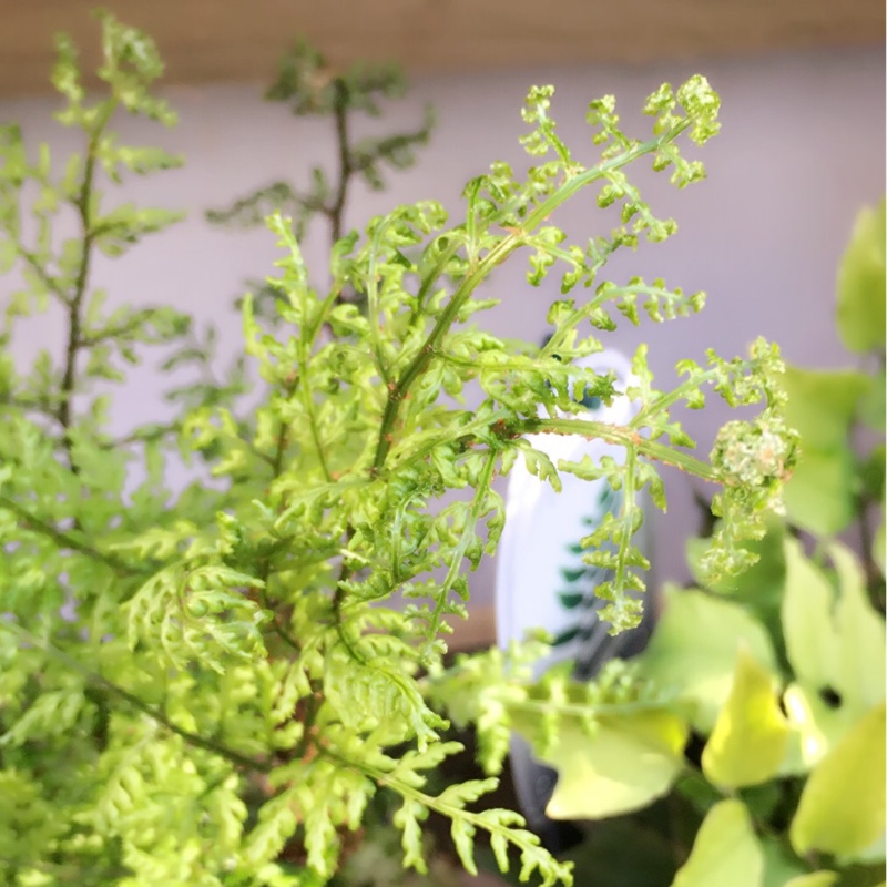 Broad Wood Fern in the GardenTags plant encyclopedia