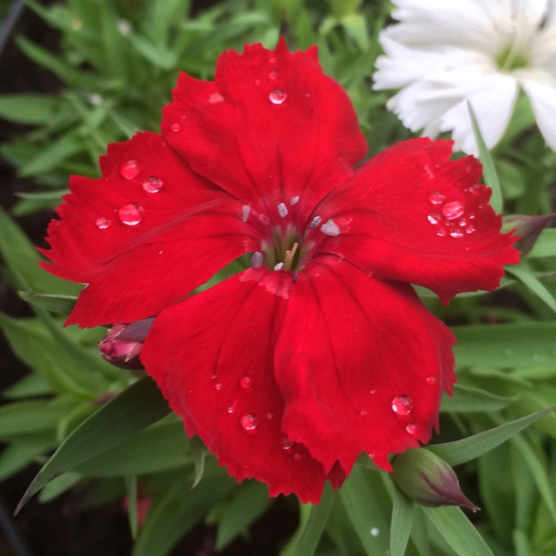 Sweet William Oeschberg in the GardenTags plant encyclopedia