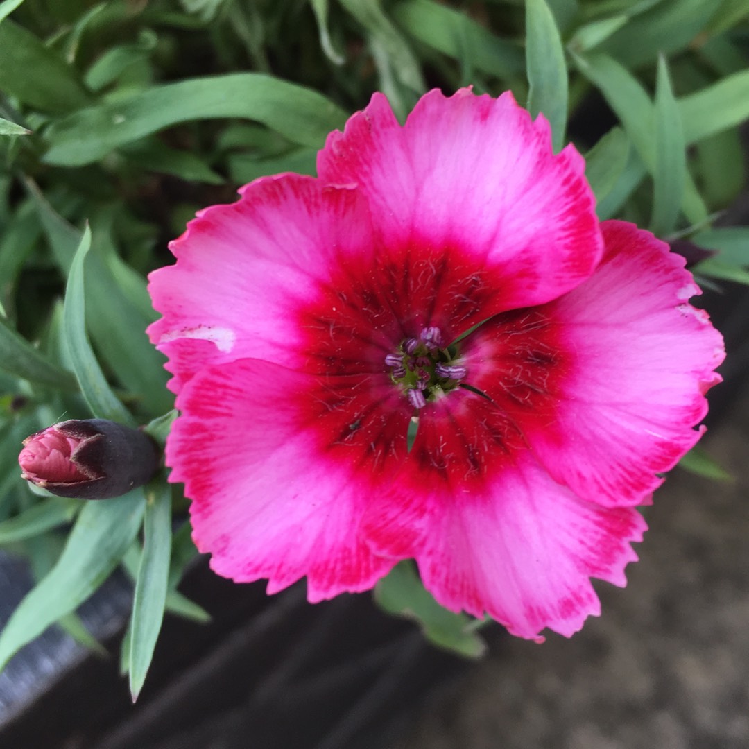 Carnation Raspberry Ripple in the GardenTags plant encyclopedia