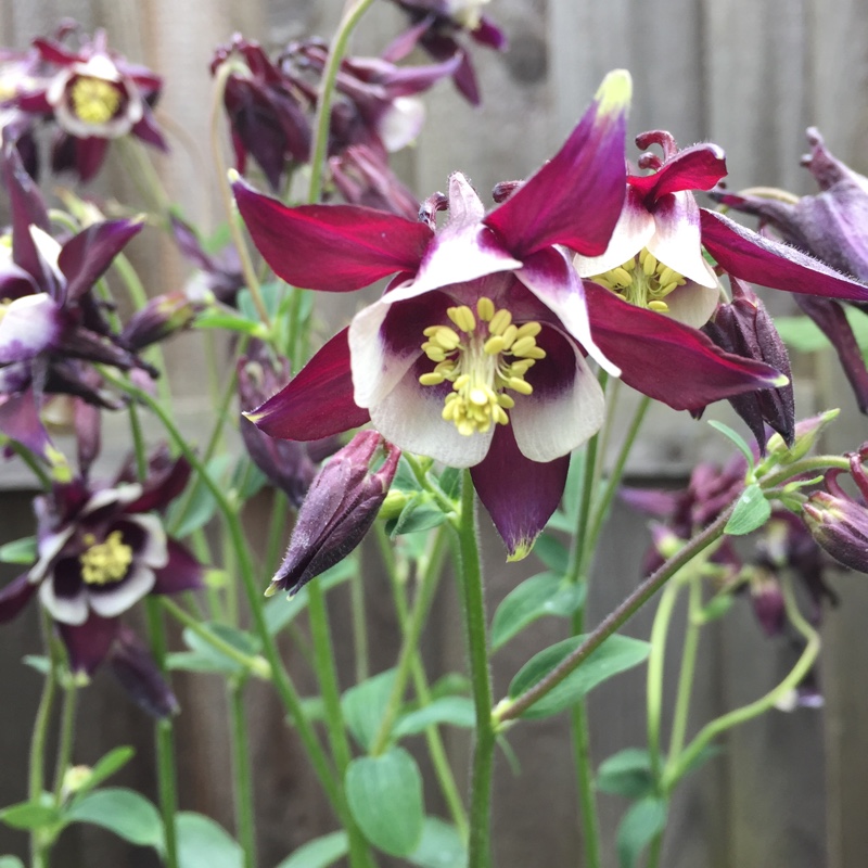 Columbine William Guiness in the GardenTags plant encyclopedia