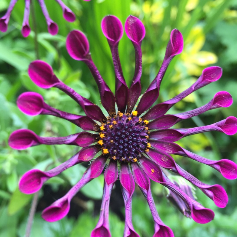 African daisy Whirligig in the GardenTags plant encyclopedia