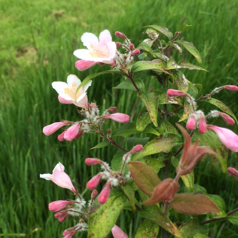 Beauty Bush Pink Cloud in the GardenTags plant encyclopedia