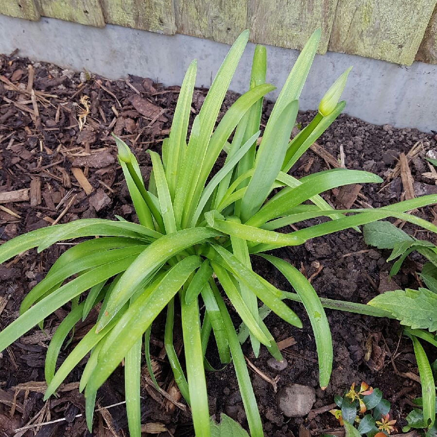 African Lily Sweet Surprise in the GardenTags plant encyclopedia