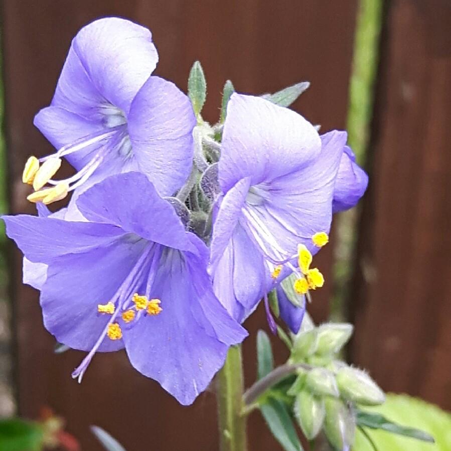 Jacobs Ladder in the GardenTags plant encyclopedia