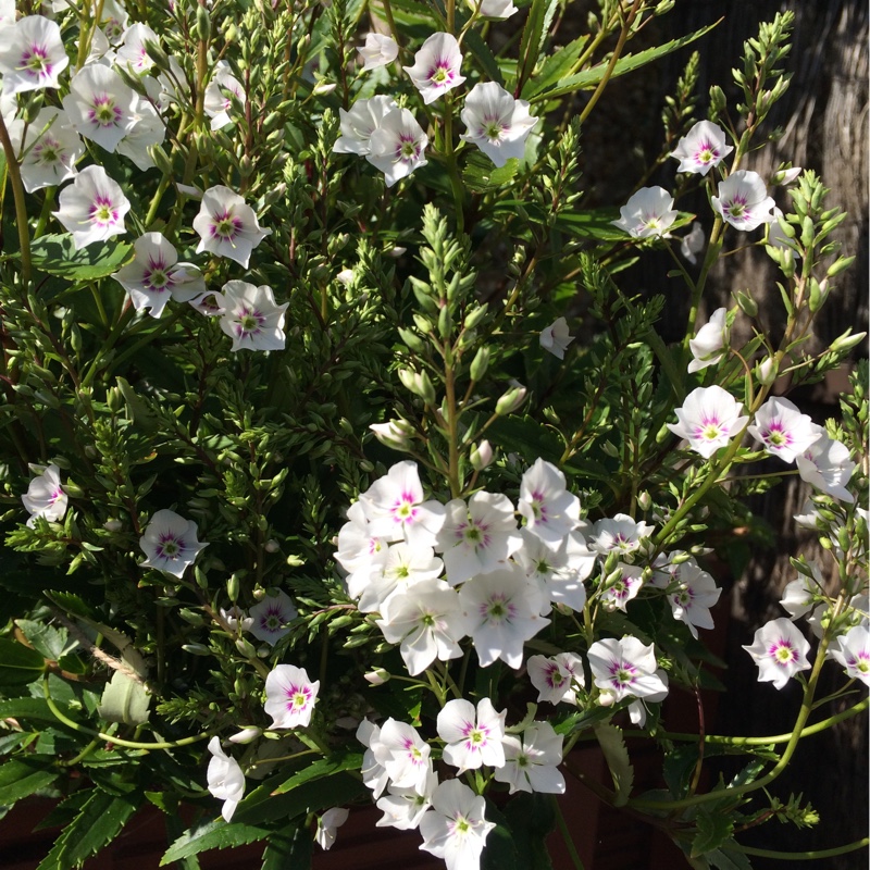 Parahebe Snow Clouds in the GardenTags plant encyclopedia