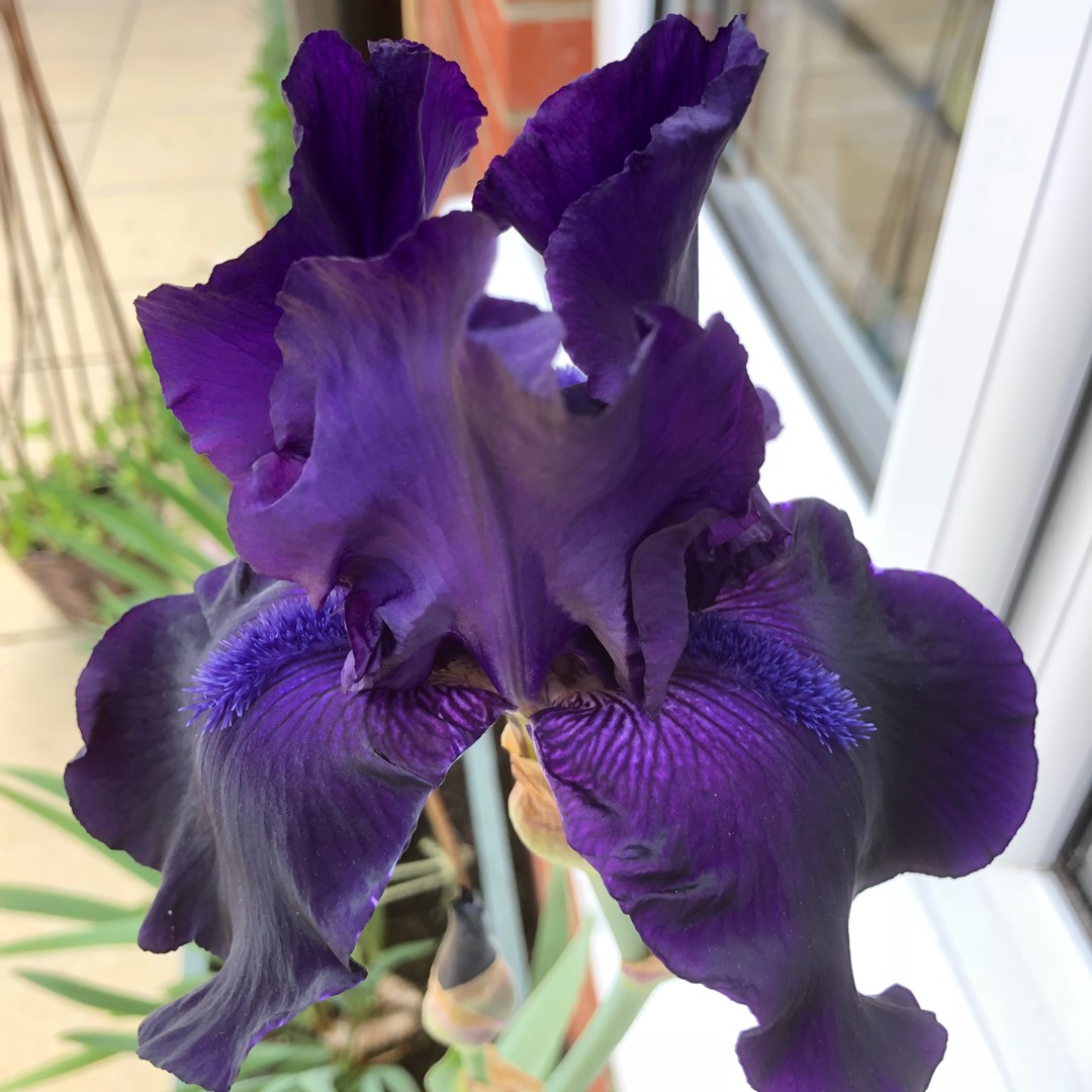 Bearded Iris Night Owl (Tall) in the GardenTags plant encyclopedia