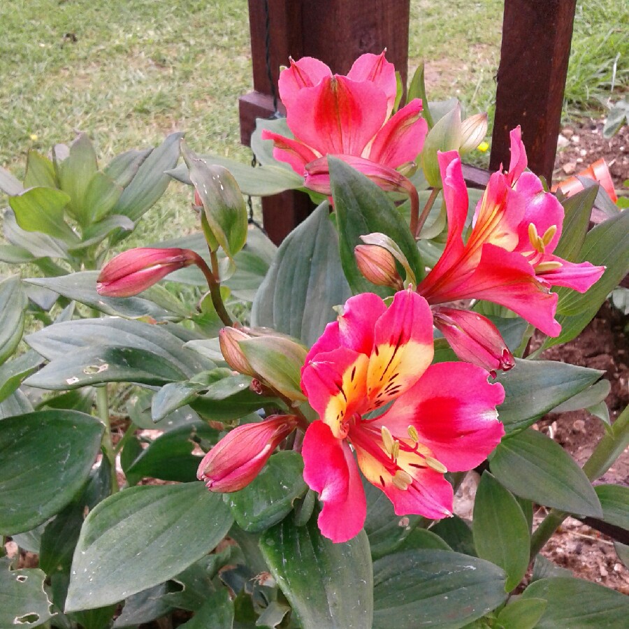 Peruvian Lily Summer Party in the GardenTags plant encyclopedia