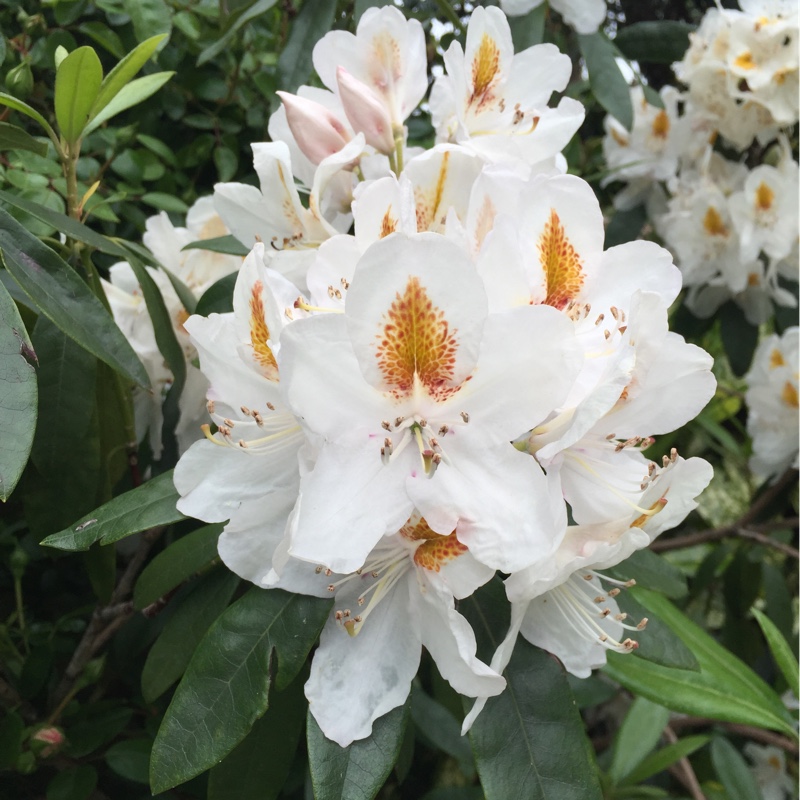 Rhododendron Madame Masson in the GardenTags plant encyclopedia