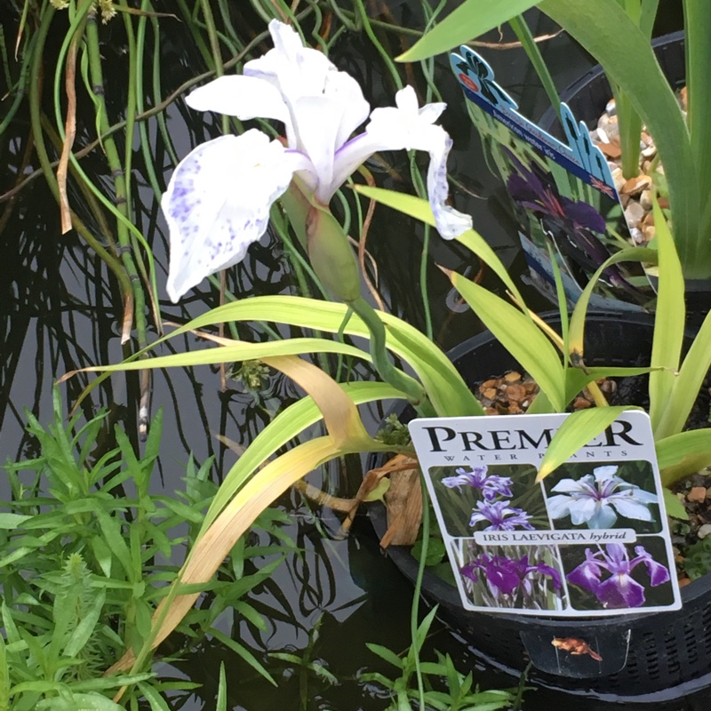 Iris Laevigata in the GardenTags plant encyclopedia