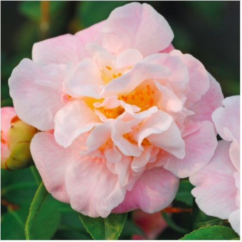 Camellia High Fragrance in the GardenTags plant encyclopedia