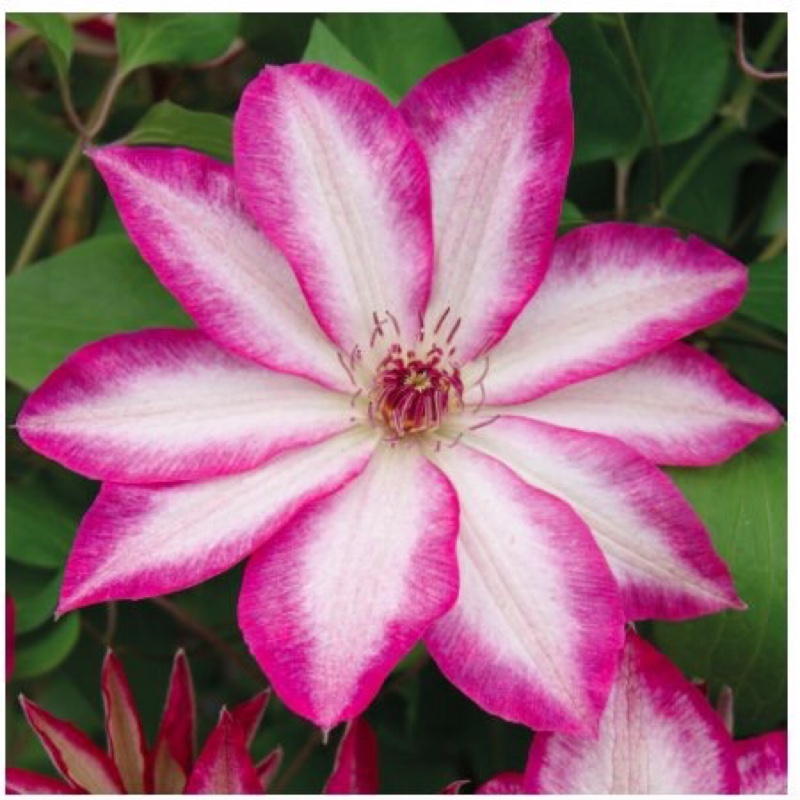 Clematis Picotee Kiss in the GardenTags plant encyclopedia