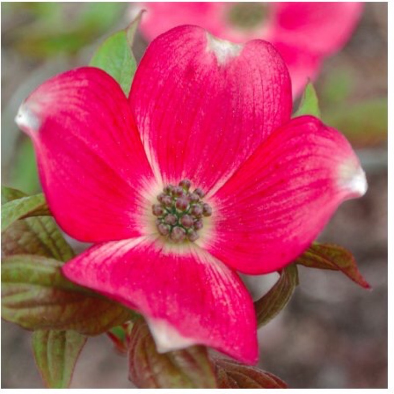 Cornus florida Royal Red in the GardenTags plant encyclopedia