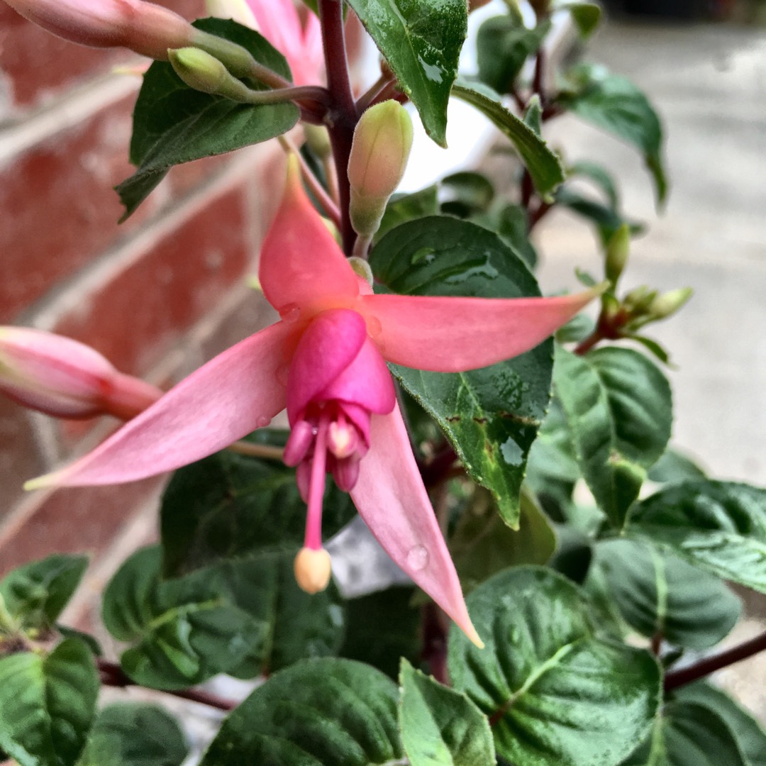 Fuchsia Walz Jubelteen in the GardenTags plant encyclopedia