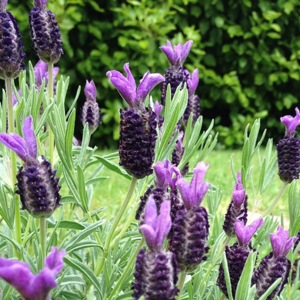 Lavender (Species) Lavender stoechas in the GardenTags plant encyclopedia