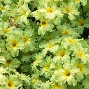 Primrose Francesca in the GardenTags plant encyclopedia