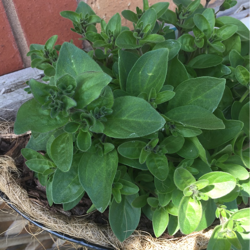 Trailing Petunia Blue star in the GardenTags plant encyclopedia