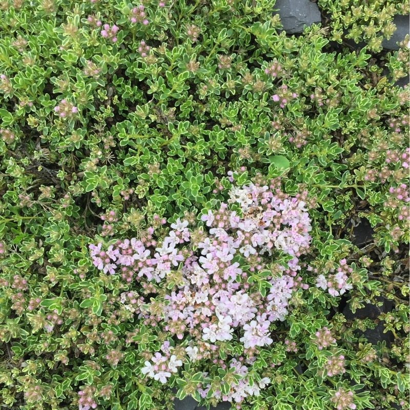 Creeping Thyme Highland Cream in the GardenTags plant encyclopedia