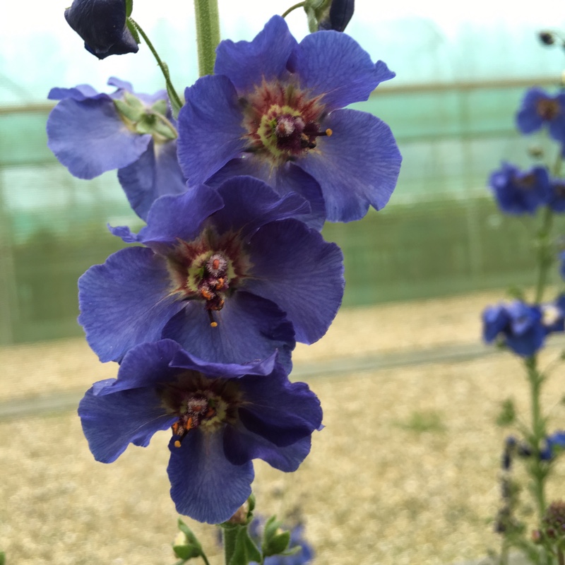 Mullein Blue Lagoon in the GardenTags plant encyclopedia