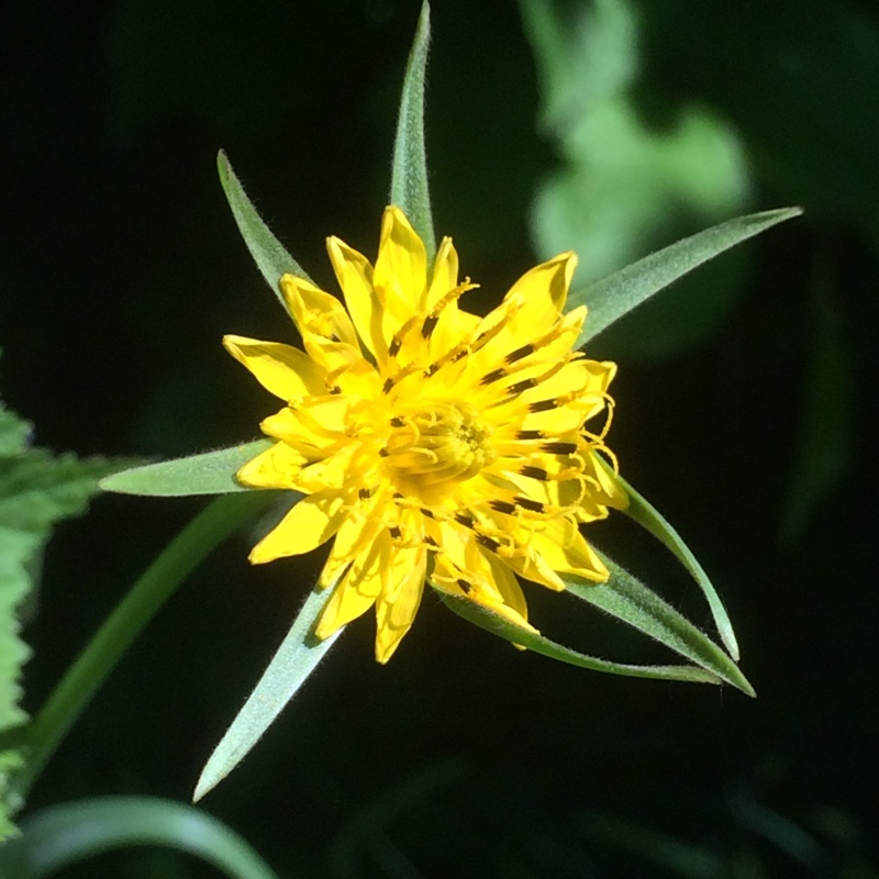 Jack-go-to-bed-at-noon in the GardenTags plant encyclopedia