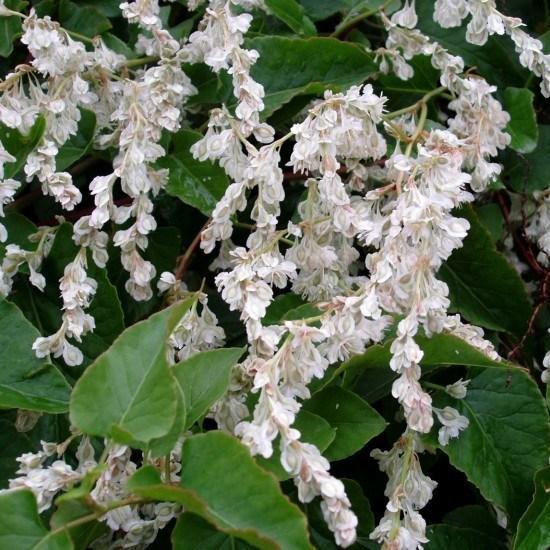 Russian vine in the GardenTags plant encyclopedia