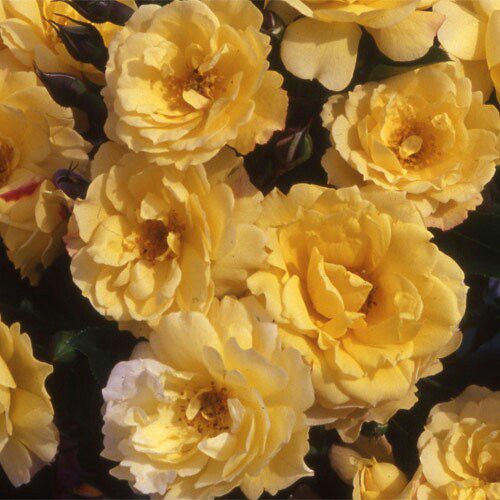 Rosa 'Lemon Couture', Rose 'Lemon Couture' in GardenTags plant encyclopedia