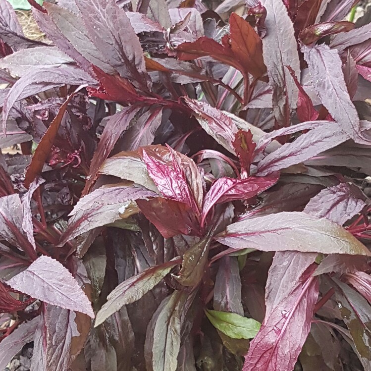 Cardinal Flower Black Truffle in the GardenTags plant encyclopedia