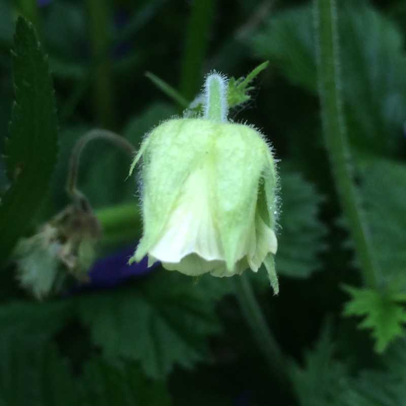 White water avens in the GardenTags plant encyclopedia