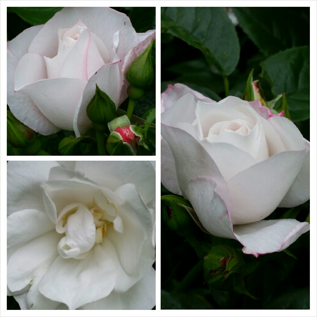 Rose Pearl Drift in the GardenTags plant encyclopedia