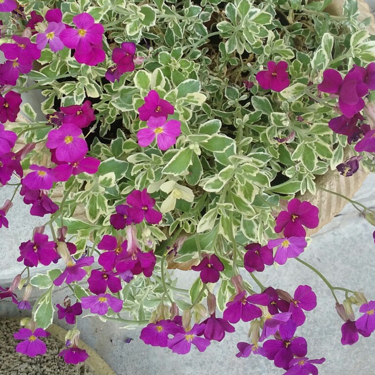 Rock Cress Swan Red in the GardenTags plant encyclopedia