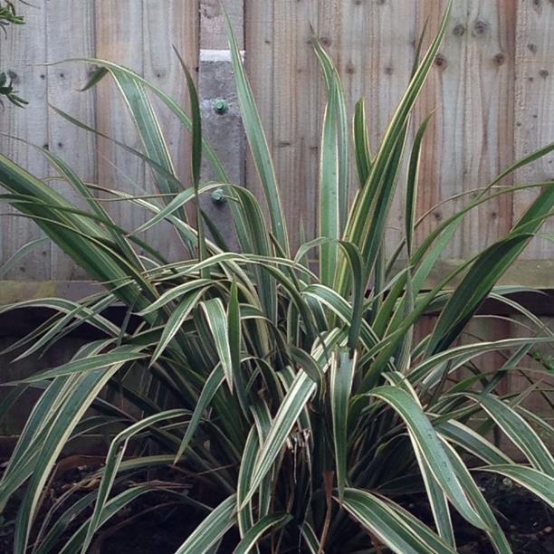 Mountain Flax Tricolor in the GardenTags plant encyclopedia