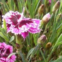 Pink Lilac Eye in the GardenTags plant encyclopedia