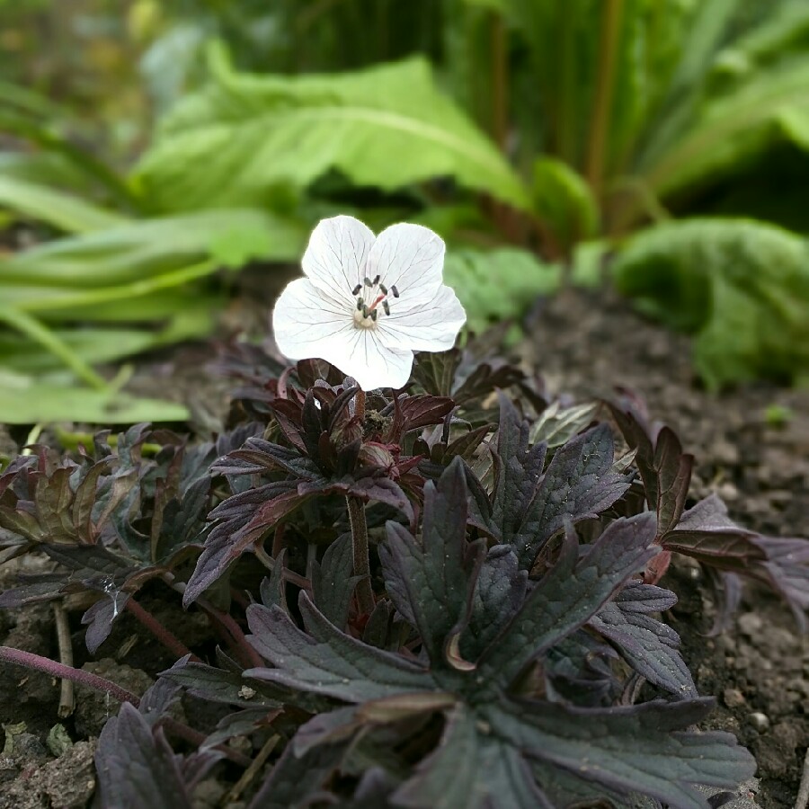 Meadow Cranesbill Purple Ghost in the GardenTags plant encyclopedia