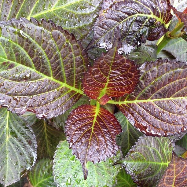 Hydrangea Dark Angel in the GardenTags plant encyclopedia