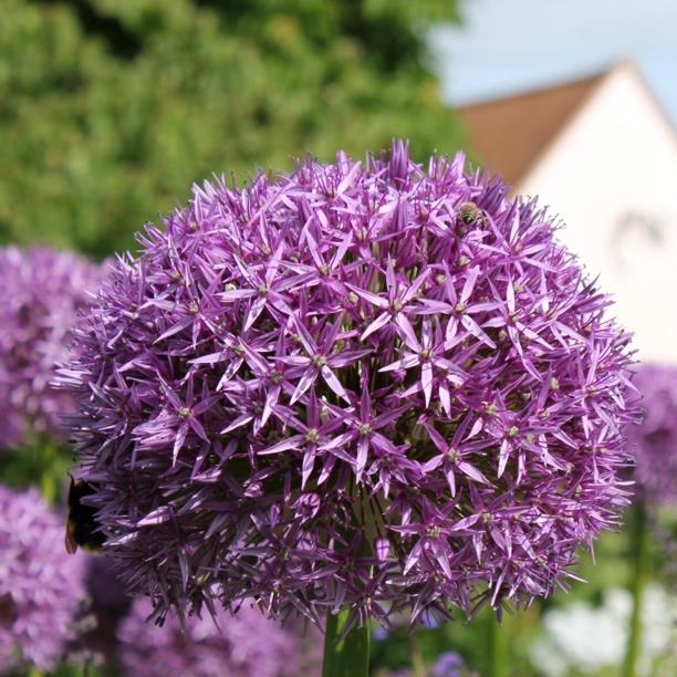 Allium Globemaster in the GardenTags plant encyclopedia