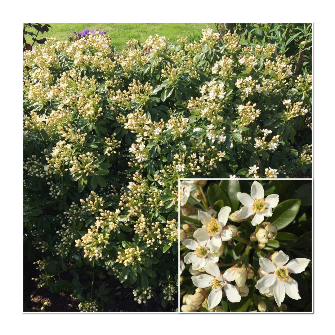 Gordons Mock Orange in the GardenTags plant encyclopedia