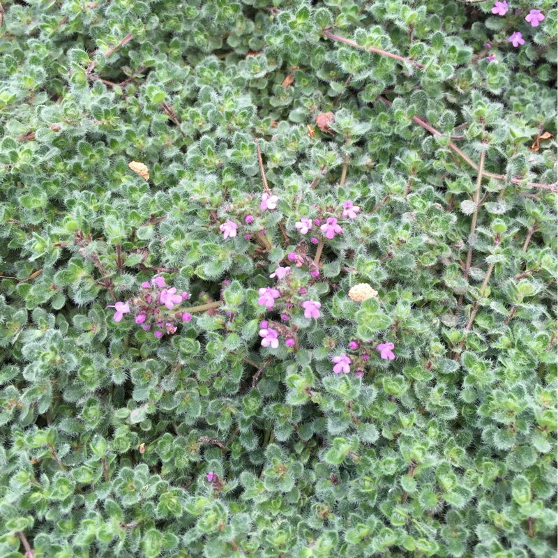 Thymus Pseudolanuginosus in the GardenTags plant encyclopedia Woolly Thyme in the GardenTags plant encyclopedia