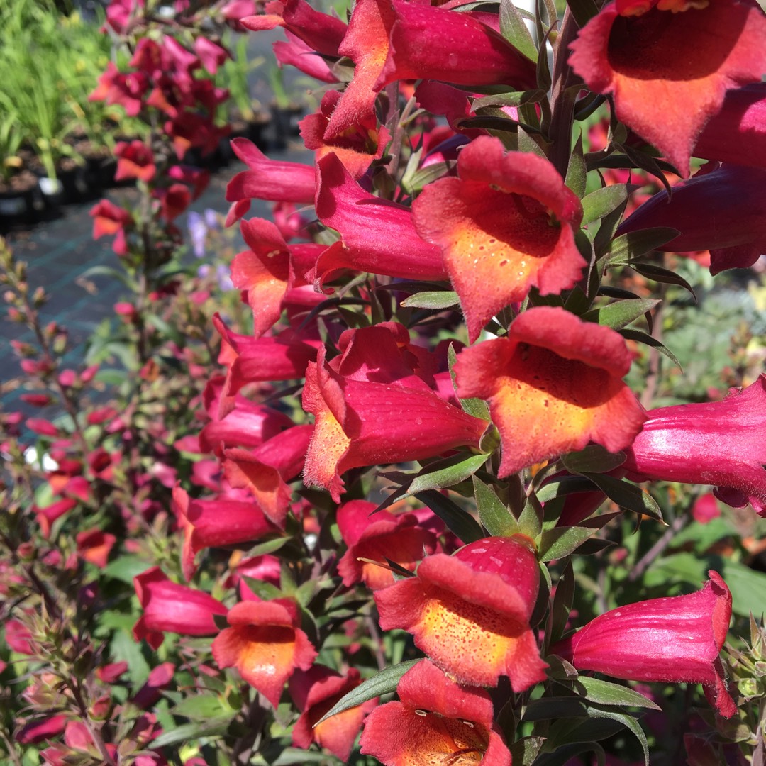 Digitalis Illumination in the GardenTags plant encyclopedia